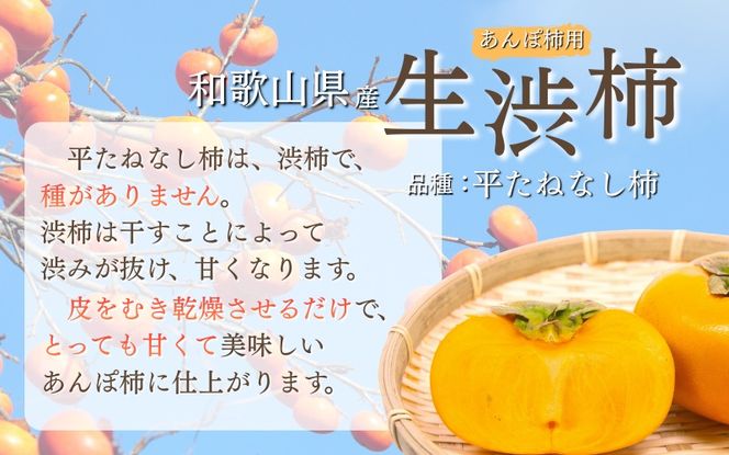甘さが違う！とっても甘くなる生渋柿（平たねなし柿）あんぽ柿用 T軸枝無 約1.5～2kg　6～12玉＜2026年10月中旬～順次発送＞-AP【art018B】