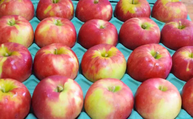 【2026年9月～発送】紅玉 家庭用 約4.5kg りんご リンゴ 林檎 果物 フルーツ 長野県 長野 山ノ内町