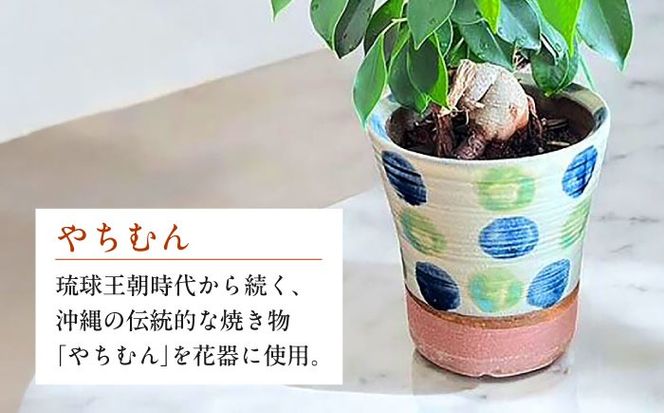 南国植物とやちむんのグリーンセット 観葉植物 エアープランツ インテリア 雑貨 小物 おしゃれ ナチュラル 沖縄市 / 草花屋ふれあい[BCDX001]