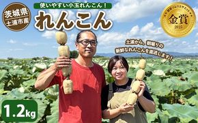 土浦市産 れんこん 1.2㎏　使いやすい小玉れんこん！ すずき蓮根農園の口福れんこん「松の小箱」 ｜ 産地直送 茨城県 レンコン 蓮根 野菜 シャキシャキ ※2026年8月～発送