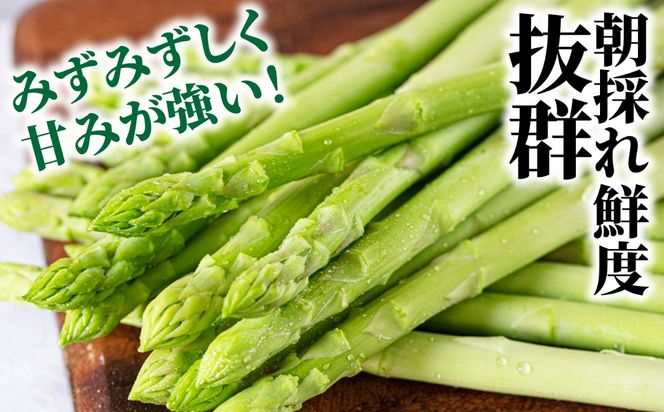 【2027年3月～発送】【星のアスパラ】グリーンアスパラガス 約700g / アスパラ アスパラガス 野菜 / 南島原市 / ほしのYA[SEY022]