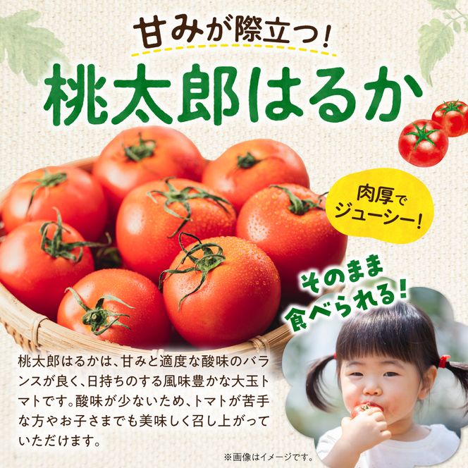 【先行予約：2026年9月上旬以降発送】トマト農家が本気で作る「秋トマト」4Kg 桃太郎はるか 低段栽培 大玉トマト 自根栽培 種から育成 野菜 寒暖差_Y165-0003