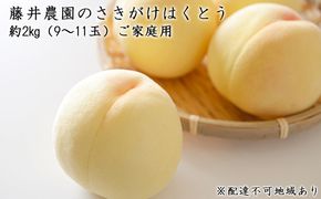 【2026年先行予約】 桃 岡山県産 ご家庭用 もも 2026年 先行予約 ご家庭用 さきがけはくとう 約2kg（9～11玉）藤井農園《2026年6月中旬～7月上旬頃出荷》  果物 岡山 里庄町 モモ