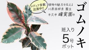 ゴムノキ 斑入り 5号ポット 1点 家庭 で 園芸 鉢植え 苗 庭木 果樹 ガーデニング 植物 確実園 観葉植物 インテリア 植木鉢 [BG015us]