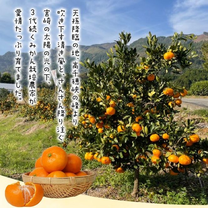 青島みかん 5kg N0132-YA4436