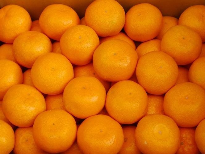 【先行予約】【秀品】紀州和歌山産 温州みかん 約10kg（箱込み） M～2L サイズ混合（極早生・早生・中生）