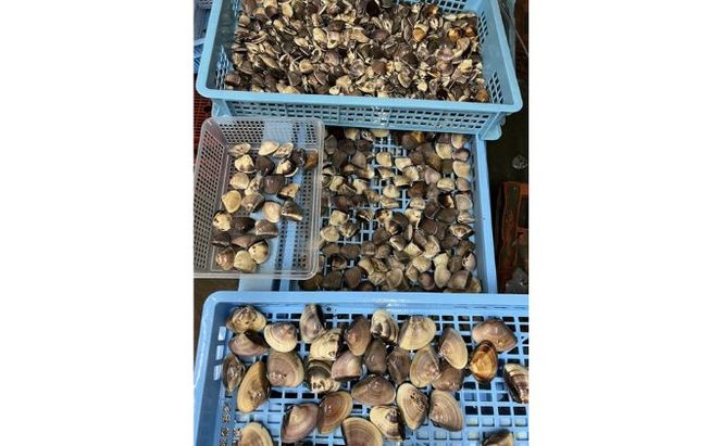 地元漁師が厳選！”天然蛤”ご注文時お勧めサイズお任せセット3kg入り 海鮮 魚介類 魚貝類 貝 はまぐり たっぷり 3kg 