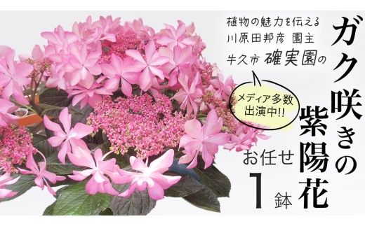 ≪先行予約≫アジサイ ガク咲き 【 おまかせ 1点 】【2026年4月上旬頃より発送開始】 植物 花 インテリア フラワー 紫陽花 お花 園芸 初夏 梅雨 ガーデニング  母の日 [BG005us]