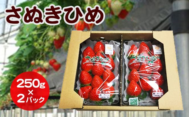 【12月～1月発送】いちご さぬきひめ DXパック 500g (250g×2パック) 香川県産 苺 イチゴ フルーツ 果物 くだもの 旬のフルーツ 旬の果物 大粒 香川 香川県 東かがわ市