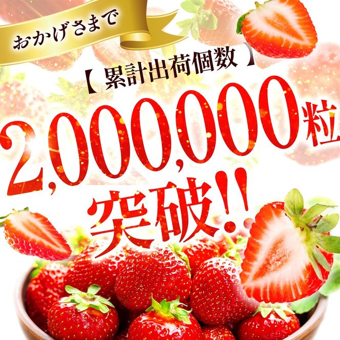 福岡県産 あまおう 540g～1080g 送料無料 いちご 果物 フルーツ ギフト 季節限定 スイーツ ケーキ ブランド 先行予約 2024年12月より順次発送 TY050