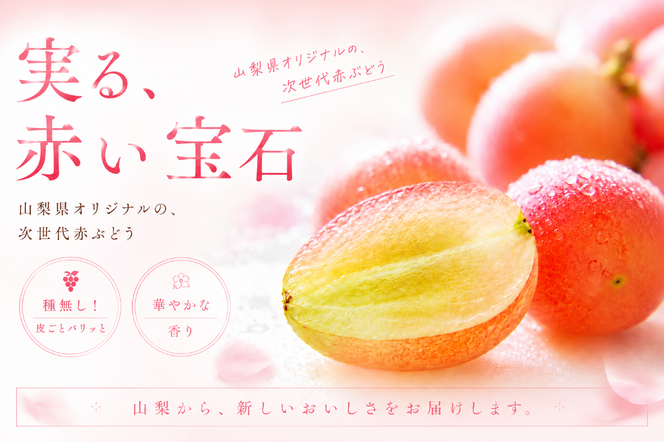【2026年発送】先行予約 サンシャインレッド 1.2kg 2～3房 山梨県産 希少 赤系ぶどう シャインマスカット系 【山梨県笛吹市 産地直送】ぶどう フルーツ 果物 209-011-26y