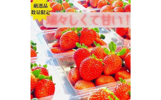 【訳あり】《限定2月発送》  朝採り同日出荷 イチゴ　御前崎産かおり野　訳あり徳用 1.3kg 222232_BQ010