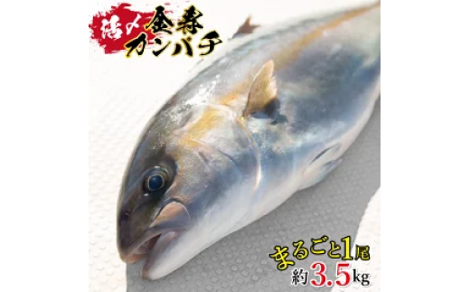 y{茧sz鐅Y@Jp`@N015-YZC011