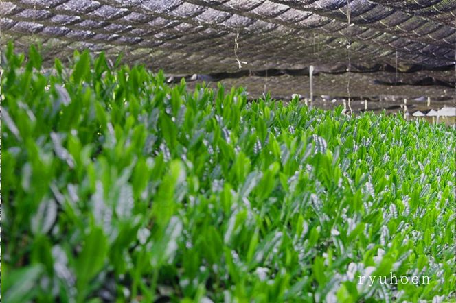 日本茶鑑定士監修の宇治抹茶（40g入り）と黒ティーカップ〈お茶 茶 煎茶 緑茶 粉末 宇治抹茶 抹茶 ティーカップ 石臼挽き 飲料 加工食品 ハンドメイド 日本茶鑑定士〉
