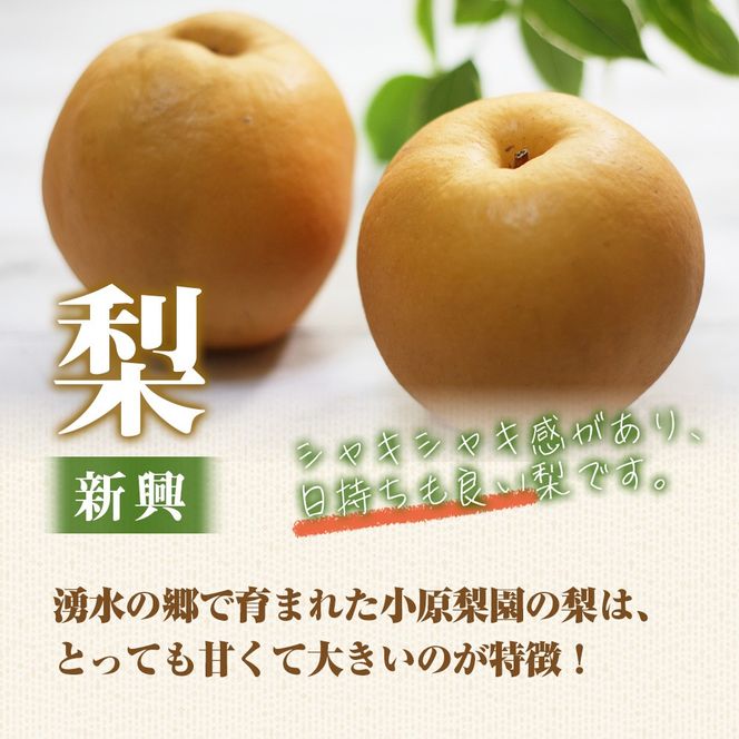 【産直もぎたて】里山のもぎたて新興梨 3㎏（国産 フルーツ 果物 くだもの 梨 ナシ 新興 旬 限定）