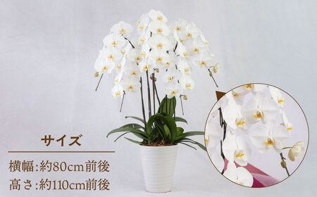 大輪 胡蝶蘭 ( 白 / 5本立ち ) 糸島市 / 平野園芸 花 生花 [AMI001] 胡蝶蘭 蘭 生花 花 ギフト 贈り物 お祝い 大輪 白 ギフト 祝 開店祝い