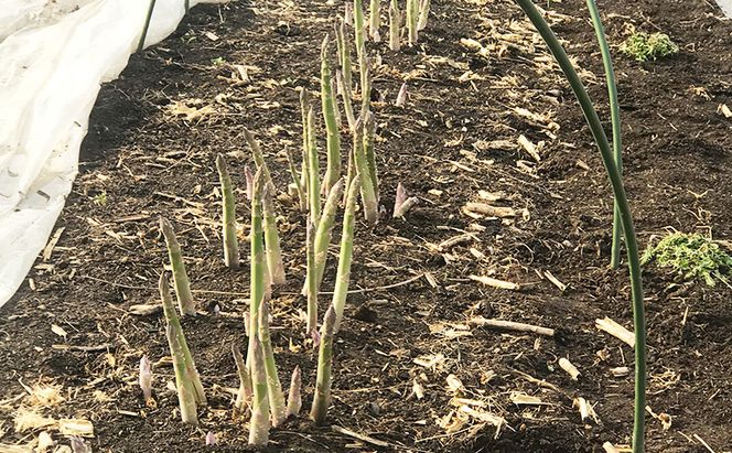 朝採り グリーンアスパラ L～2Lサイズ混合 1kg［松鶴ファーム］アスパラ アスパラガス ハウスアスパラ 野菜 やさい 新鮮 とれたて 甘い 北海道 南富良野