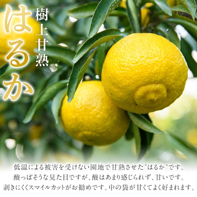 ＜先行予約受付中！2027年2月上旬以降順次発送予定＞数量限定！鹿児島県産 はるか(約9kg) 国産 柑橘 果物 果実 くだもの フルーツ 旬 デザート 期間限定 数量限定 鹿児島県産 阿久根市産 樹上完熟 ノーワックス【三笠農業生産】akn051-02