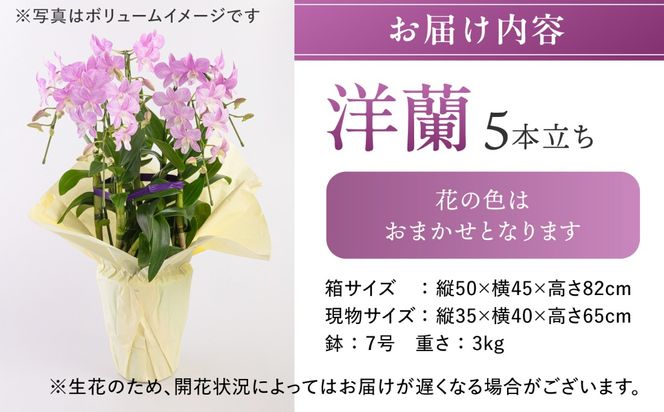 【 30セット 限定 】 デンファレ （ 洋蘭 ） 5本 立ち 《糸島》【和饗エコファーム株式会社】 蘭 洋蘭 デンファレ 花 インテリア お祝い 贈り物 [AVI003]
