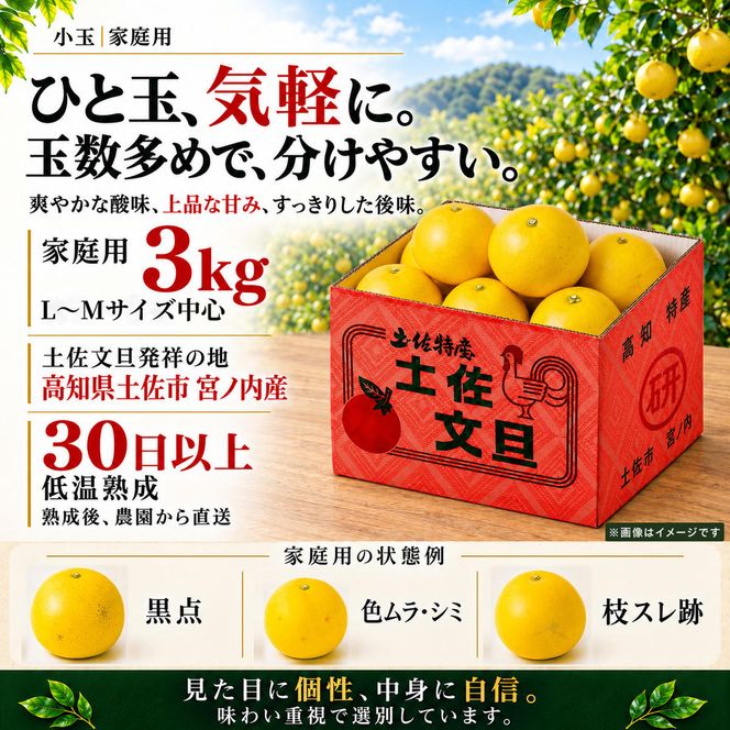 土佐文旦 小玉 3kg 家庭用 日本ギフト大賞受賞 文旦発祥の地 園主こだわり 食べ切りサイズ L～M 高知県土佐市産 高知県産 国産 3キロ ぶんたん ブンタン みかん 柑橘類 高級フルーツ 果物 産地直送 お取り寄せ ギフト 数量限定 季節限定 先行予約 やの一果彩[BQAC016]