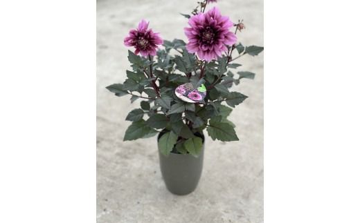 ダリア（チョコレートダリア）3色セット【農家直送】 | 植物 お花 花 鉢 鉢花 花鉢 フラワー ギフトプレゼント 贈り物 珍しい 育てやすい かわいい 可愛い キレイ おしゃれ オシャレ シック 送料無料 岐阜県 瑞穂市 ※北海道・沖縄・離島への配送不可