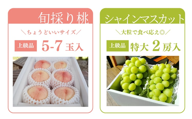 【2026年先行予約】量より質！桃とシャインマスカット、上級品の2回便(定期便) (岡山県産) / 7月9月【KF-T018-04】