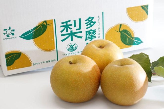 【2026年夏配送】多摩川梨 5Kg 詰め合わせ ｜ 梨 なし 果物 フルーツ 川崎市 オリジナル 141305_BC11