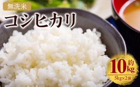 コシヒカリ 無洗米 10kg お米 こしひかり 高知県 香南市 cs-0002