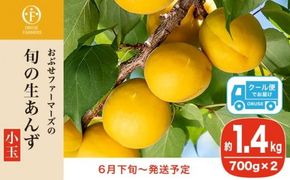 旬の生あんず 小玉 約1.4kg 700gパック×2 [おぶせファーマーズ] 数量限定 期間限定 杏アンズ 果物 フルーツ 長野県産 信州産 令和6年産【2025年6月下旬～発送】［F-45］