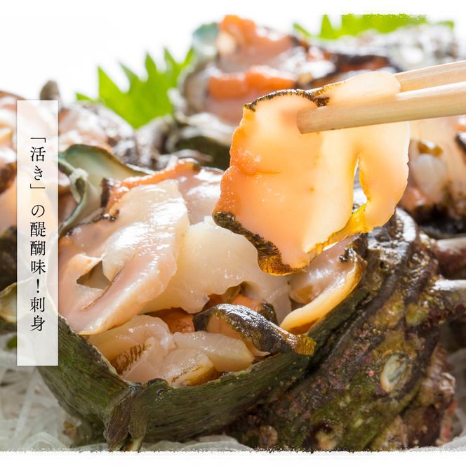活さざえ 約2kg セット 詰め合わせ 若狭湾産 活 さざえ サザエ 貝 貝類 魚介 魚介類 海鮮 海鮮セット 新鮮 福井 福井県 若狭町