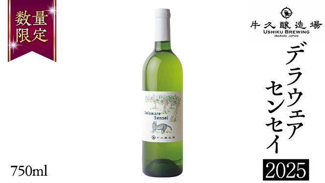 デラウェアセンセイ Delaware Sensei 2025 750ml×1本 茨城県産 牛久醸造場 日本ワイン ワイン 白ワイン 750ml ミディアムボディ お酒 贈り物 葡萄 ぶどう [BJ060us]