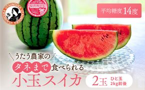 【先行予約】798.種ごと食べられる！小玉スイカ【ピノ・ガール】2玉（1玉2kg前後×2玉）※着日指定不可※離島への配送不可 313726_BQ007