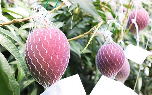 【JA大崎選果場厳選】「大崎産マンゴー2026」 おおよそ300g×2玉 464686_X018