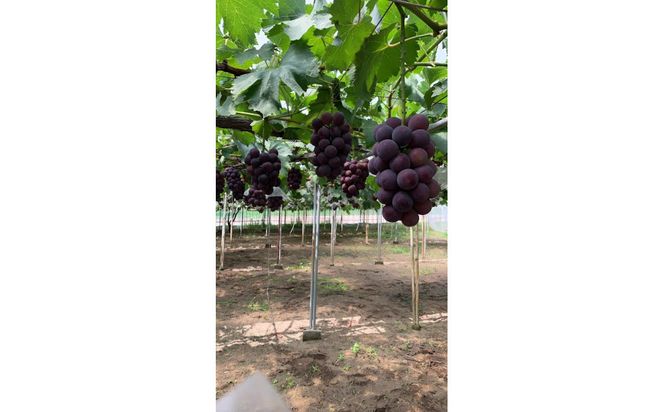 高妻 約1.2～1.5kg（2房入り）【2026年8月上旬以降発送】 313726_CR002