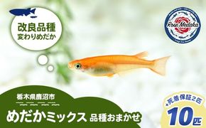 めだかさんミックス 計12匹（10匹＋死着保証2匹）（品種おまかせ） ｜ めだか メダカ 改良 飼育 生体 観賞魚 魚 ペット おまかせ ミックス ※2026年4月上旬～10月下旬頃に順次発送予定 ※北海道・沖縄・離島への配送不可