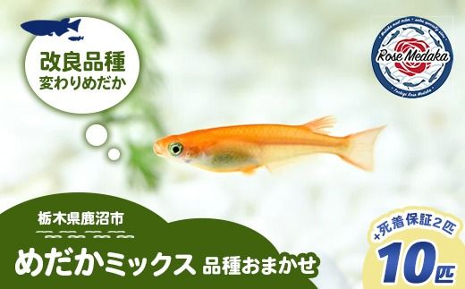 めだかさんミックス 計12匹（10匹＋死着保証2匹）（品種おまかせ） ｜ めだか メダカ 改良 飼育 生体 観賞魚 魚 ペット おまかせ ミックス ※2026年4月上旬～10月下旬頃に順次発送予定 ※北海道・沖縄・離島への配送不可