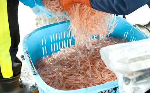 白えび殻付き150g×3　※沖縄・離島への配送不可