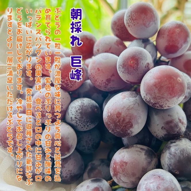 農家直送 3色ぶどう詰め合わせ贅沢セット 約3kg入り ［2026年・先行予約］	AO060  