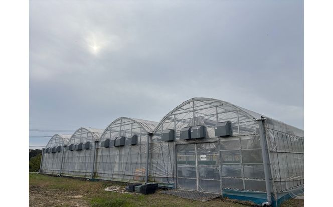 こだわり栽培　いちご　はるひ　【2025年12月～2026年4月末までお届け】 232238_DS003