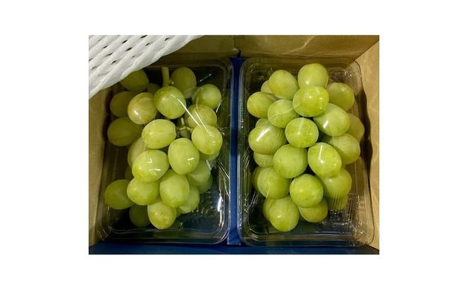 ぶどう 2026年 先行予約 【平均糖度20度】農家こだわりの シャインマスカット ご家庭用パック 合計約800g ブドウ 葡萄 岡山県産 国産 フルーツ 果物 ギフト 【 Nini farm 農家 直送 】 [№5735-3307]