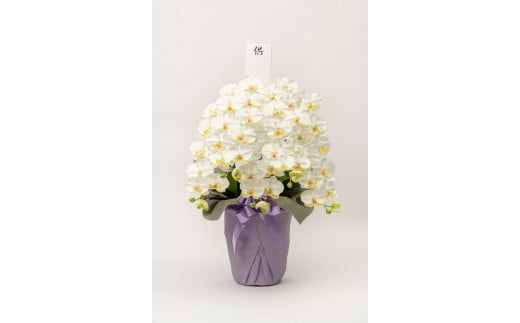 光触媒胡蝶蘭「翠(みどり)」白黄 E-278