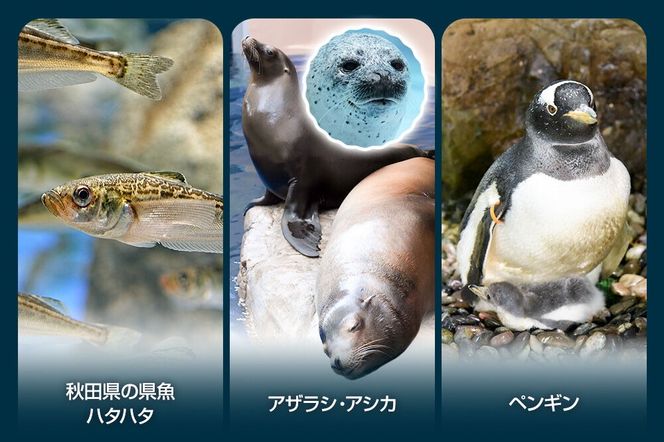男鹿水族館GAOペア入館券 2名分 秋田県 ガオ 日本海 ペア 利用券 入場券 [水族館 秋田 男鹿 男鹿半島 男鹿温泉 シロクマ しろくま 白くま 豪太 モモ太 ガオ]|23_ogs-010201
