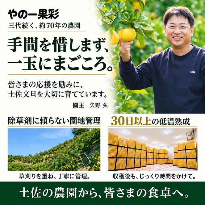 土佐文旦 大玉 10kg 家庭用 日本ギフト大賞受賞 文旦発祥の地 園主こだわり 3L～2L 高知県土佐市産 高知県産 国産 10キロ ぶんたん ブンタン 蜜柑 みかん 柑橘類 高級フルーツ 果物 産地直送 お取り寄せ ギフト 数量限定 期間限定 季節限定 先行予約 やの一果彩[BQAC003]