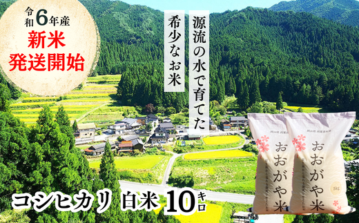 白米 10kg 令和6年産 コシヒカリ 岡山 「おおがや米」生産組合