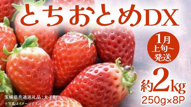 y錧vszƂƂ DX 2kg (250g×8P)y2026N1{Jnz(錧ʕԗiFq)   C`S ʕ t[c 