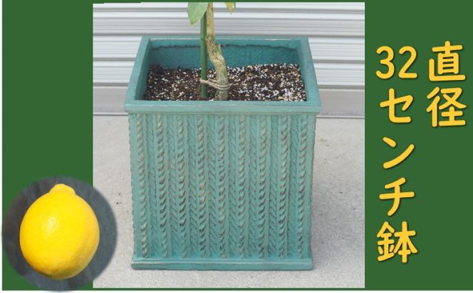 レモンの木 鉢植え 大きめサイズ (緑角鉢32cm) 植木鉢 ガーデン ※配送不可：北海道、沖縄、離島
