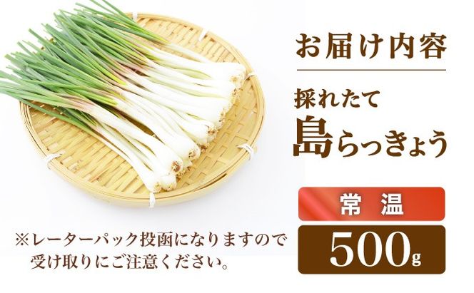 ≪2026年2月下旬～5月下旬発送≫採れたて島らっきょう 500g 【 沖縄県 石垣市 野菜 らっきょう 島らっきょう おつまみ 採れたて 料理 漬物 天ぷら おかぴ農園 産地直送 】OK-004