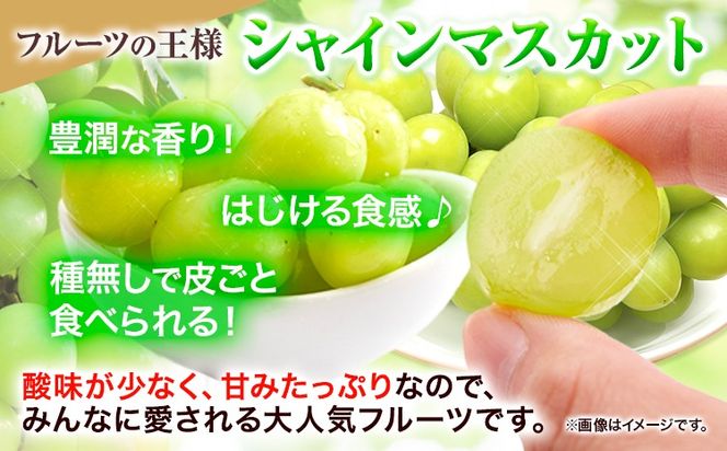 【令和7年度産先行予約】 【3回定期便】マスカット シャインマスカット 約2kg(3~5房)《8月下旬-10月下旬頃出荷》たたらみねらる ギフト 糖度18度以上 フルーツ 種無し ぶどう 葡 Y&G．ディストリビューター 岡山県 笠岡市 定期便---Y-05---