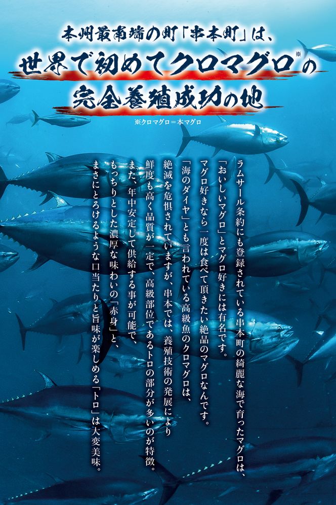 本マグロ（養殖）トロ＆赤身セット 1350g 【11月発送】【配達日指定不可】高級 クロマグロ  中トロ 中とろ 大トロ 大とろ まぐろ マグロ 鮪 刺身 赤身 柵 じゃばらまぐろ 本マグロ 本鮪【nks111B-11】