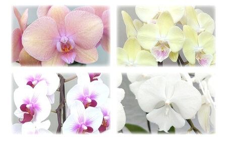 【全6回定期便】胡蝶蘭 お楽しみ定期便 ( お祝い / 開店祝い / 就任祝い ) 糸島 / はざま園芸 [AND003] 胡蝶蘭 お祝い ギフト 贈答 洋蘭 開店祝い 新店 祝い 白 3本